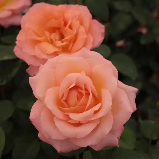 Trandafiri hibrizi Tea - Trandafiri - Joyfulness - 